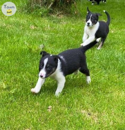 Border collie Puppies Hamburg - photo 1