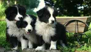 Border collie Puppies Munich