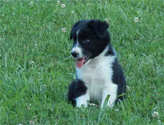 Border collie Puppies Бремен