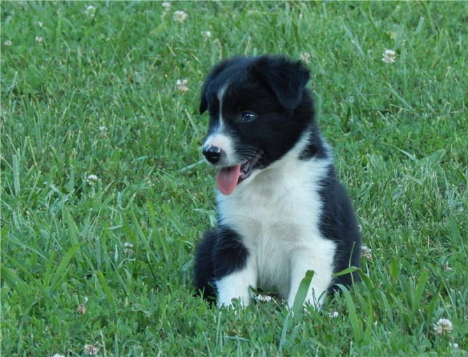 Border collie Puppies Bremen - photo 1