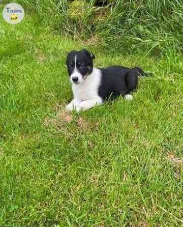 Border collie Puppies Вісбаден