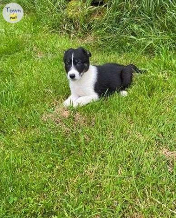 Border collie Puppies Висбаден - изображение 1