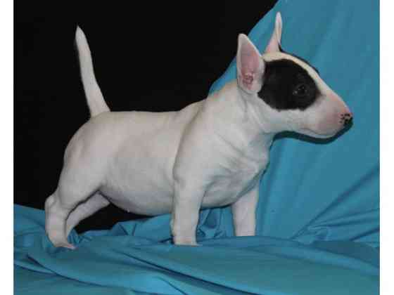 Bull terrier puppies Гамбург