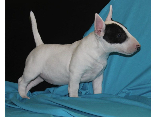 Bull terrier puppies Hamburg - photo 1