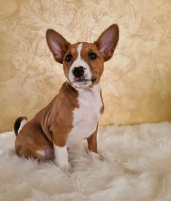 Basenji Puppies Hamburg - изображение 1