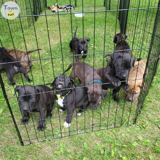 Staffordshire Terrier Puppies Wiesbaden