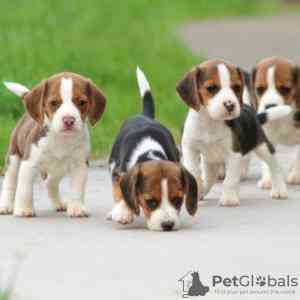 Beagle Puppies Дюссельдорф