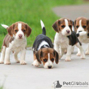 Beagle Puppies Duesseldorf - photo 1