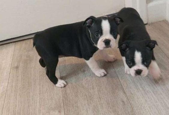 Boston Terrier Puppies Stuttgart - photo 1