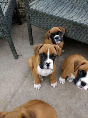 Boxer Puppies Schwerin - photo 1