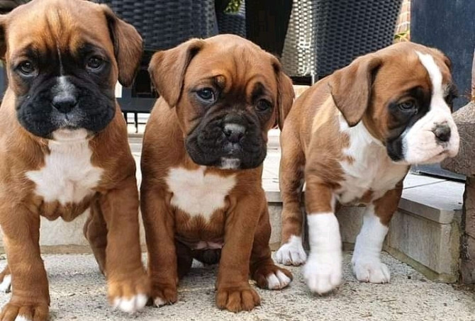 Boxer Puppies Erfurt - photo 1