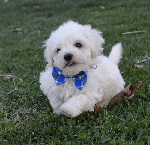 Bichon frise Puppies Munich - photo 1