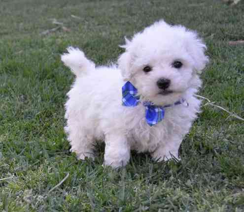 Bichon firse Puppies Вісбаден