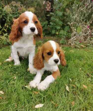 Cavalier King Charles Puppies Дрезден