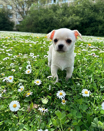 Chihuahua Puppies München - изображение 2