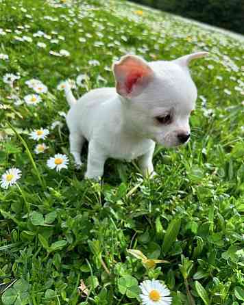 Chihuahua puppies Дюссельдорф