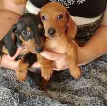 miniatue Dachshund Puppeis Гамбург