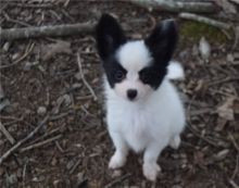 Papillon Puppies Berlin - photo 1