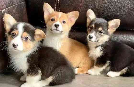 Pembroke Welsh Corgi Puppies Hamburg