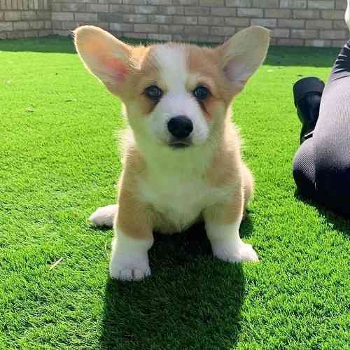 Pembroke Welsh Corgi Puppies Бремен