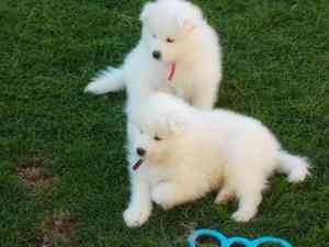 Samoyed Puppies Hamburg