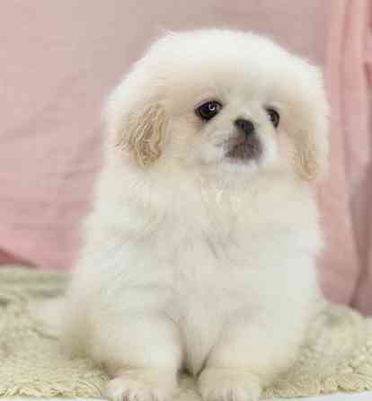 Pekingese Puppies Гамбург