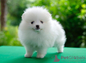 Pomeranian puppies Stuttgart - photo 1