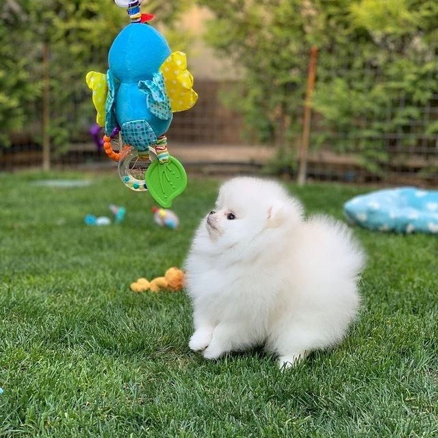 Pomeranian puppies Saarbruecken - photo 1