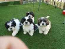 Shih Tzu Puppies Munich