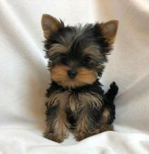 Yorkie Puppies Hamburg - изображение 1