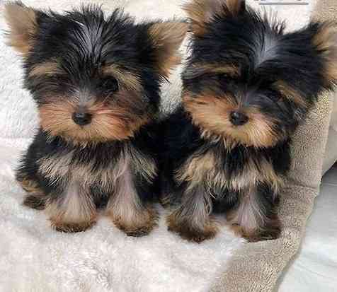 Yorkie Puppies Шверин