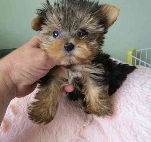 Yorkie Puppies Düsseldorf