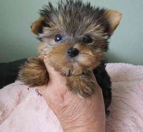 Yorkie Puppies Дюссельдорф