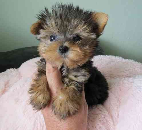 Yorkie Puppies Дюссельдорф