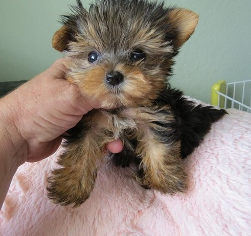 Yorkie Puppies Дюссельдорф - изображение 3