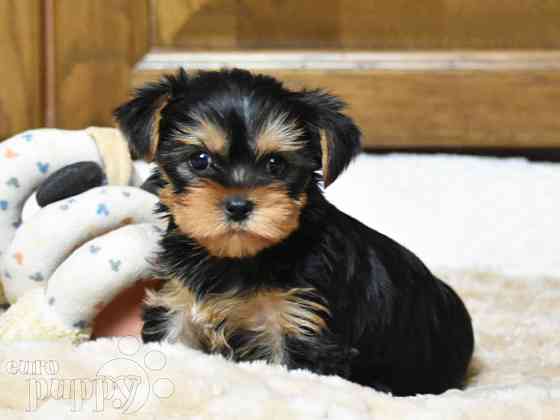 Yorkie puppies Кайзерслаутерн