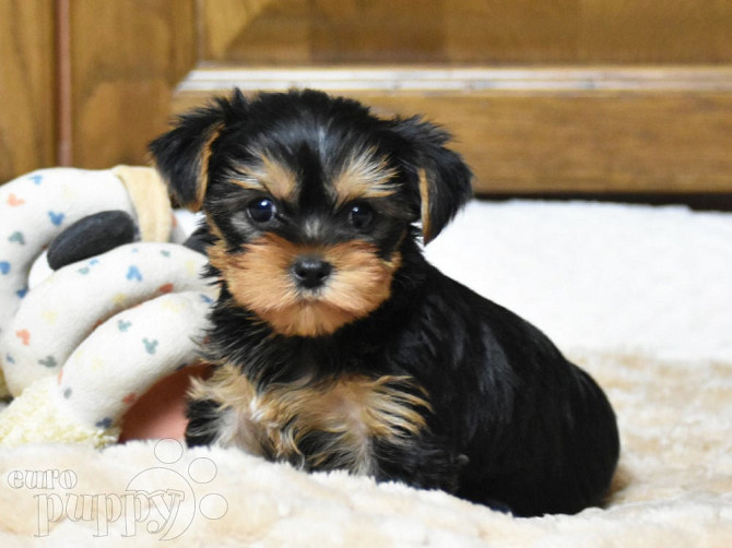 Yorkie puppies Kaiserslautern - изображение 1