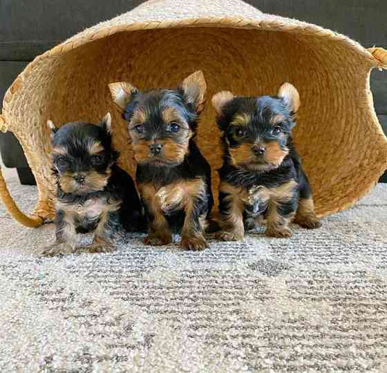 Yorkie Puppies Лейпциг