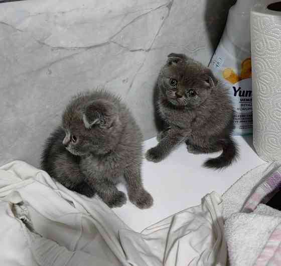 Scottish fold kittens Кайзерслаутерн