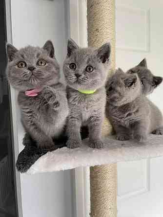 British Shorthair kittens Saarbruecken