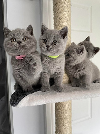 British Shorthair kittens Saarbruecken - photo 1