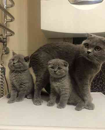 Scottish fold kittens Дрезден