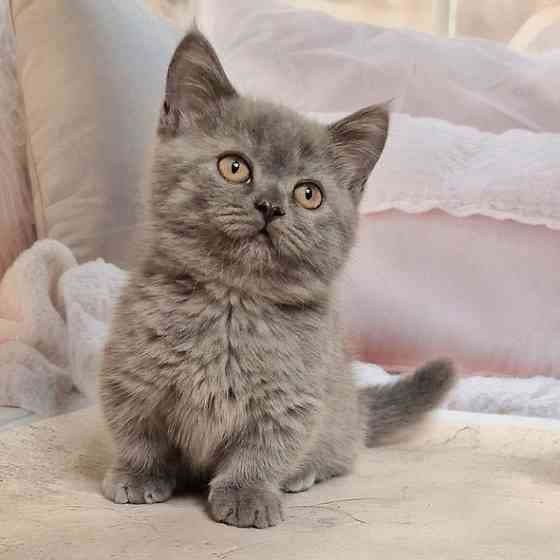 Munchkin kittens Берлін