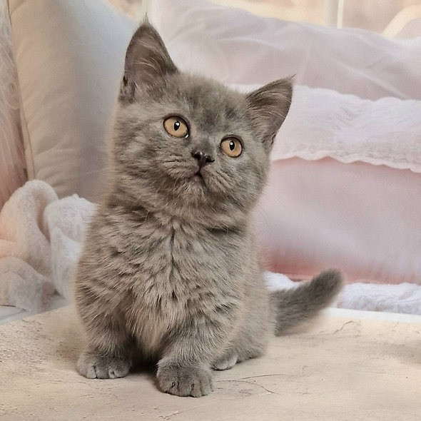 Munchkin kittens Бремен - изображение 2