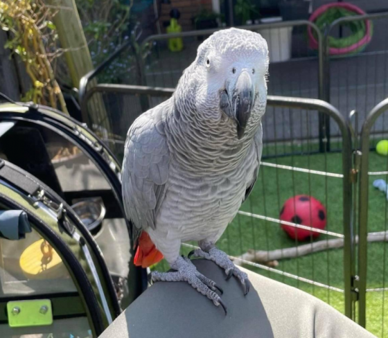 African Grey Parrots Dresden