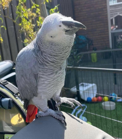 African Grey Parrots Dresden