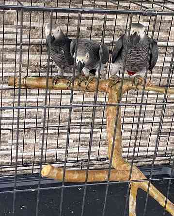 African Grey Parrots Ганновер