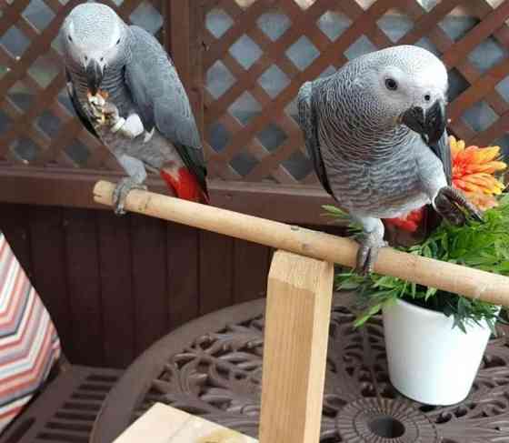 African Grey Parrots Майнц