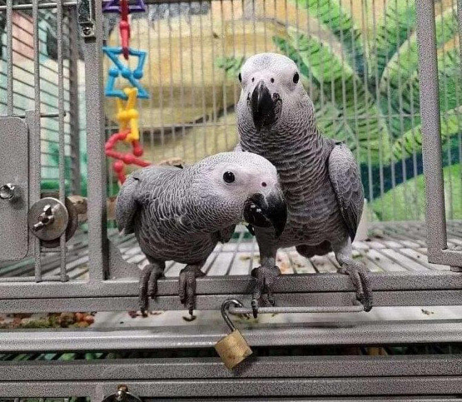 African Grey Parrots Düsseldorf - изображение 1