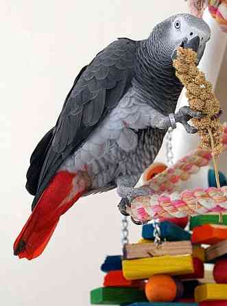 African Grey Parrots Берлин